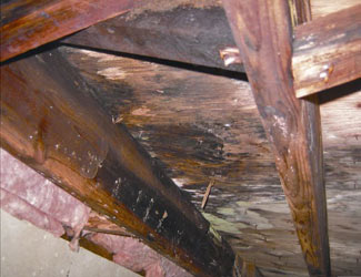 mold and rot in a Arlington crawl space