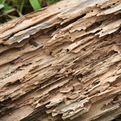 Termite damage to wood -- with ragged galleries.